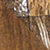 manila_acacia